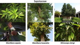 Sapotaceae
Manilkara hexandraManilkara zapota Mimosops elengi
 