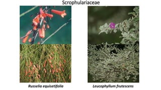 Scrophulariaceae
Leucophyllum frutescensRusselia equisetifolia
 