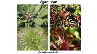 Cordyline terminalis
Agavaceae
 