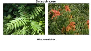 Simaroubiaceae
Ailanthus altissima
 
