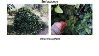 Smilacaceae
Smilax macrophylla
 