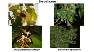 Sterculiaceae
Brachychiton populniusPterospermum acerifolium
 