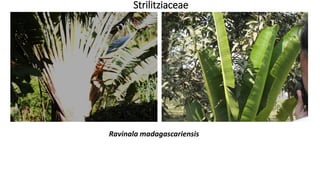 Strilitziaceae
Ravinala madagascariensis
 