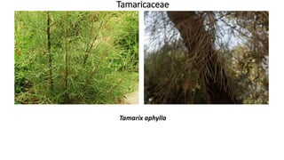 Tamaricaceae
Tamarix aphylla
 