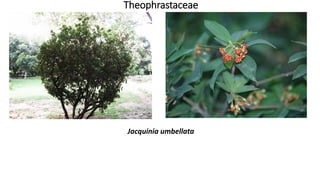 Theophrastaceae
Jacquinia umbellata
 