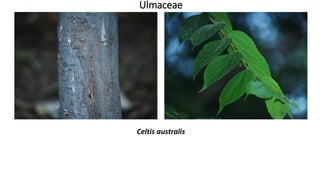 Ulmaceae
Celtis australis
 