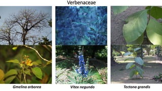 Verbenaceae
Vitex negundoGmelina arborea Tectona grandis
 