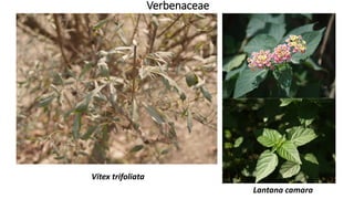 Verbenaceae
Lantana camara
Vitex trifoliata
 