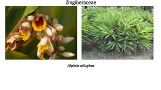 Zingiberaceae
Alpinia allughas
 