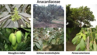 Mangifera indica Schinus terebinthefolia Persea americana
Anacardiaceae
 