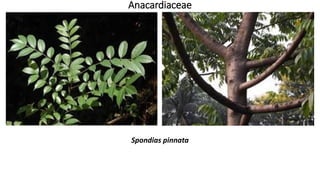Spondias pinnata
Anacardiaceae
 