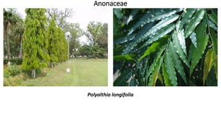 Anonaceae
Polyalthia longifolia
 