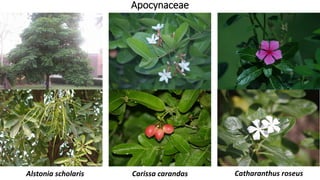 Apocynaceae
Alstonia scholaris Carissa carandas Catharanthus roseus
 