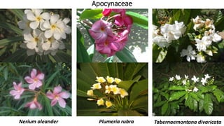 Apocynaceae
Nerium oleander Plumeria rubra Tabernaemontana divaricata
 