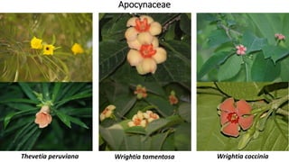 Apocynaceae
Thevetia peruviana Wrightia tomentosa Wrightia coccinia
 