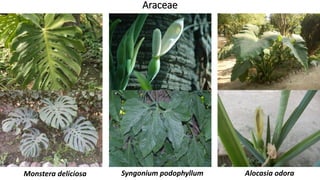 Araceae
Monstera deliciosa Syngonium podophyllum Alocasia odora
 