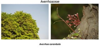 Averrhoaceae
Averrhoa carambola
 