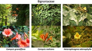 Bignoniaceae
Campsis grandiflora Campsis radicans Heterophragma adenophylla
 