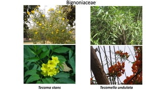 Bignoniaceae
Tecoma stans Tecomella undulata
 