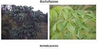 Bischofiaceae
Bischofia javanica
 