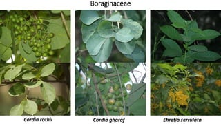 Boraginaceae
Cordia rothii Cordia gharaf Ehretia serrulata
 