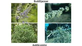 Buddlijaceae
Buddlija asiatica
 