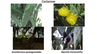 Cactaceae
Acanthcereus pantagonoloba Opuntia monacantha
 