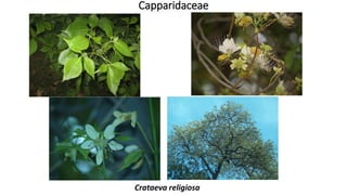 Crataeva religiosa
Capparidaceae
 