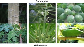 Caricaceae
Carica papaya
 