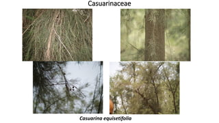 Casuarinaceae
Casuarina equisetifolia
 