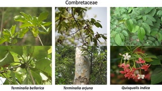 Combretaceae
Terminalia bellarica Terminalia arjuna Quisqualis indica
 