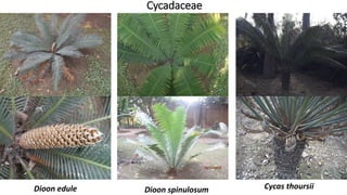 Cycadaceae
Dioon edule Dioon spinulosum Cycas thoursii
 