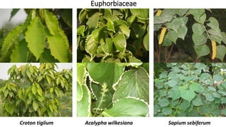 Euphorbiaceae
Croton tiglium Acalypha wilkesiana Sapium sebiferum
 