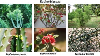 Euphorbiaceae
Euphorbia royleana Euphorbia millii Euphorbia tirucalli
 