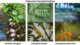 Fabaceae-Caesalpinioideae
Bauhinia variegata Caesalpinia bondoc Caesalpinia pulcherrima
 