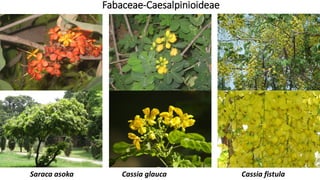 Saraca asoka Cassia glauca Cassia fistula
Fabaceae-Caesalpinioideae
 