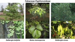 Fabaceae-Papilionoideae
Dalbergia sissooDalbergia latifolia Butea monosperma
 