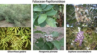 Sophora secundaefloraGlicerrhoza glabra Pongamia pinnata
Fabaceae-Papilionoideae
 