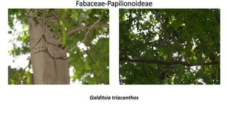 Galditsia triacanthos
Fabaceae-Papilionoideae
 