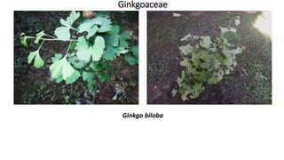 Ginkgoaceae
Ginkgo biloba
 