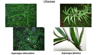 Liliaceae
Asparagus adscendens Asparagus falcatus
 
