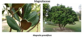 Magnoliaceae
Magnolia grandiflora
 