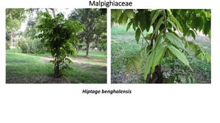 Malpighiaceae
Hiptage benghalensis
 