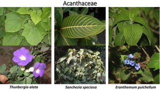 Acanthaceae
Thunbergia alata Sanchezia speciosa Eranthemum pulchellum
 