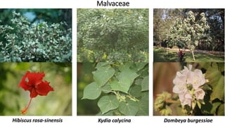 Malvaceae
Dombeya burgessiaeKydia calycinaHibiscus rosa-sinensis
 