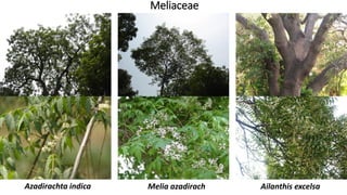 Meliaceae
Ailanthis excelsaMelia azadirachAzadirachta indica
 