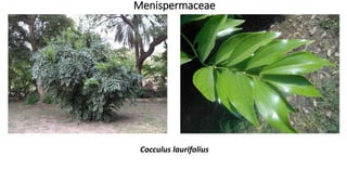 Menispermaceae
Cocculus laurifolius
 