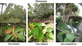 Moraceae
Ficus benghalensisFicus religiosaFicus elastica
 