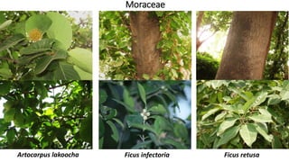 Moraceae
Ficus retusaFicus infectoriaArtocarpus lakoocha
 
