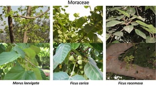 Moraceae
Ficus racemosaFicus caricaMorus laevigata
 
